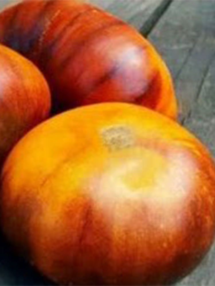 922 Buse Bird Tomato