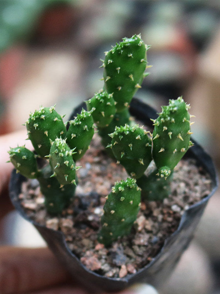 Cylindropuntia leptocaulis