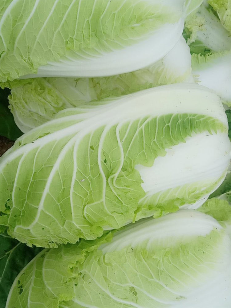 Gaokang 78 Chinese Cabbage