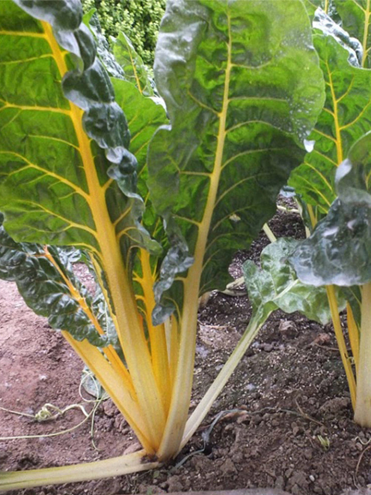 Golden-Leaf Chard