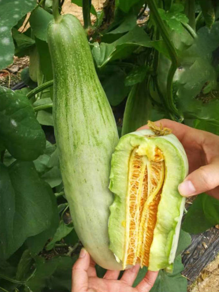Horn-shaped Crispy Melon