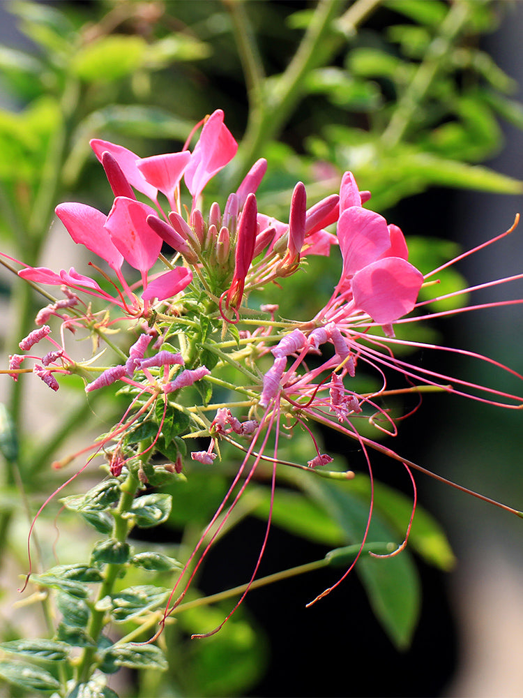 Pink Spider Flowers (Cleome houtteana)