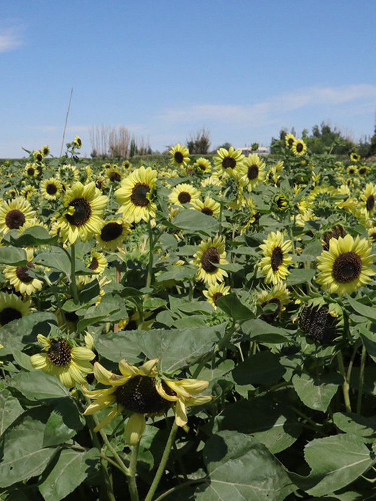 'Green Crown' Ornamental Sunflower