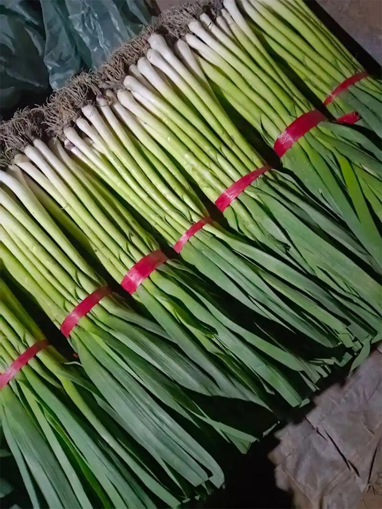 Leek (Allium ampeloprasum var. porrum)