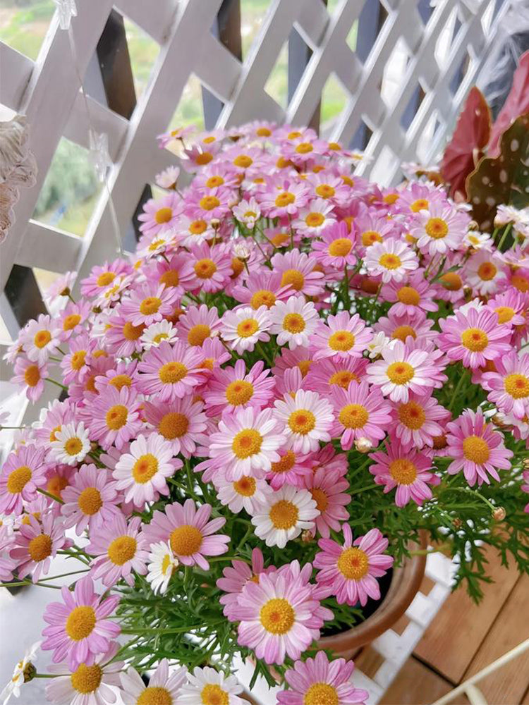 Painted Daisy (Tanacetum coccineum)
