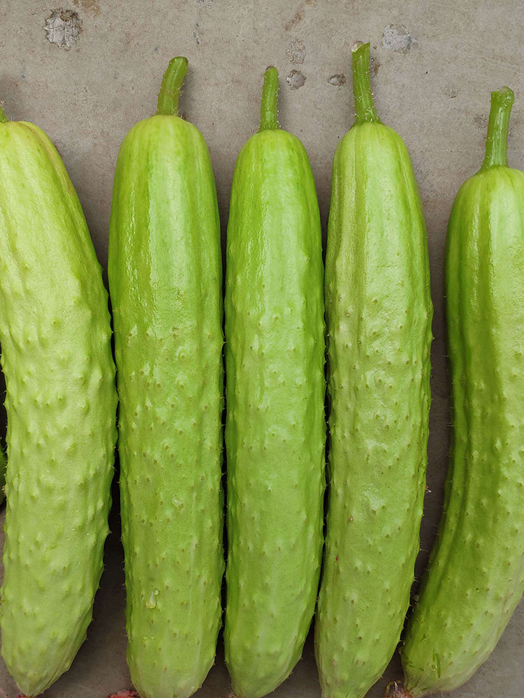 Zhongnong Cuiyu No. 2 Cucumber