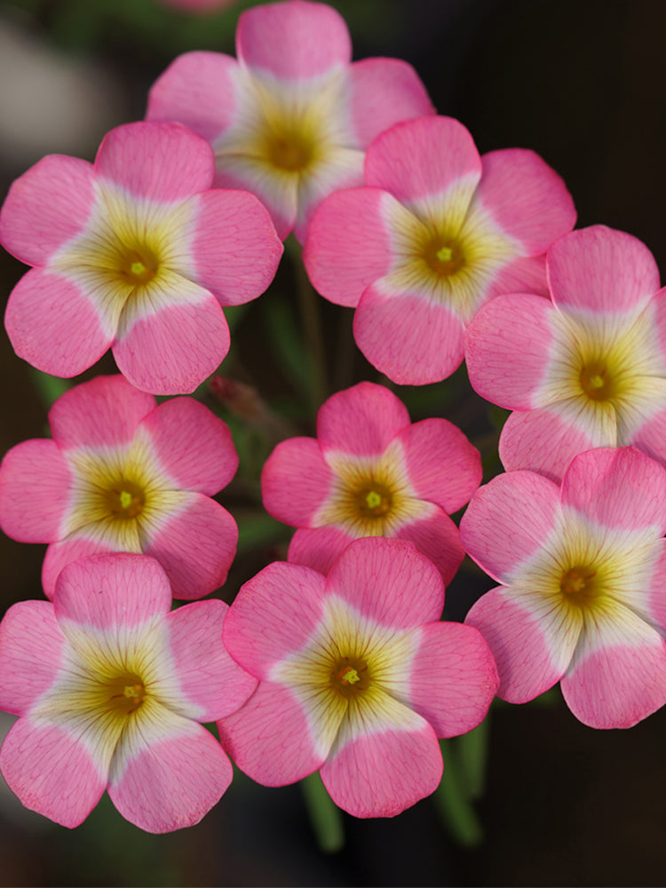 Oxalis obtusa Series Bulb - 'Rainbow'