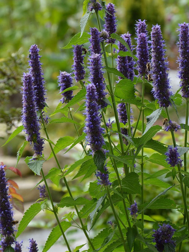 Korean mint (Agastache rugosa)