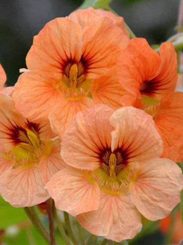 Peach Blossom' Nasturtium (Tropaeolum majus)