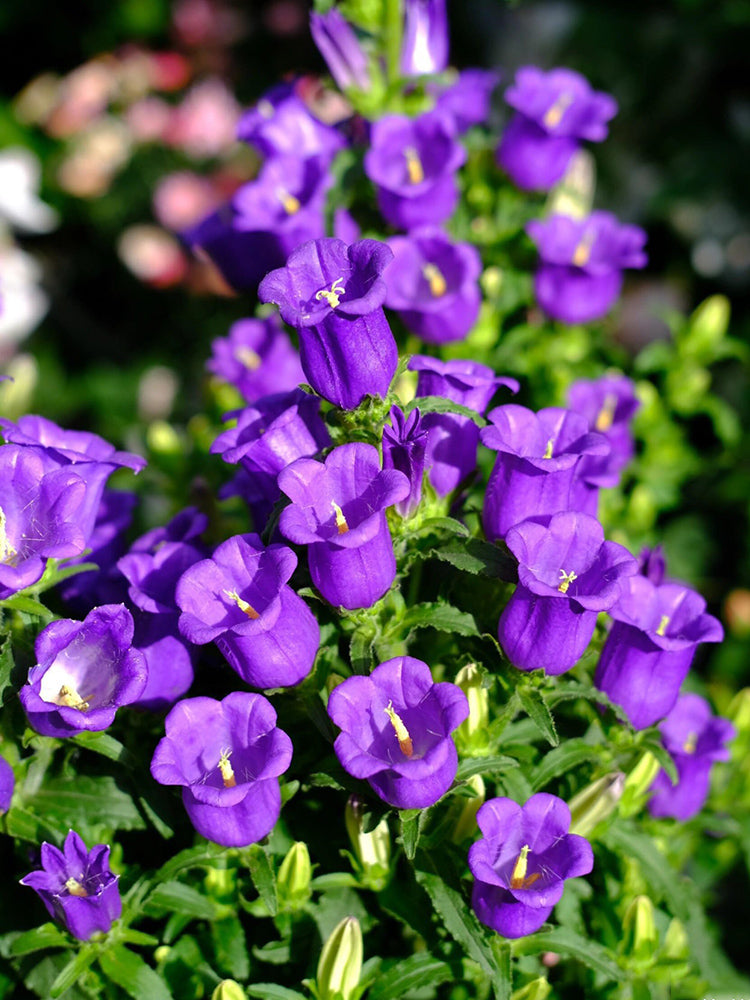 Canterbury Bells, Purple