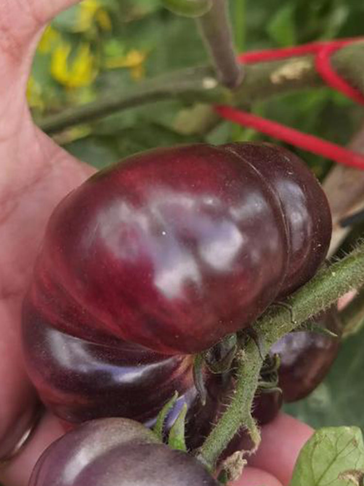 Martha Starfighter Tomato