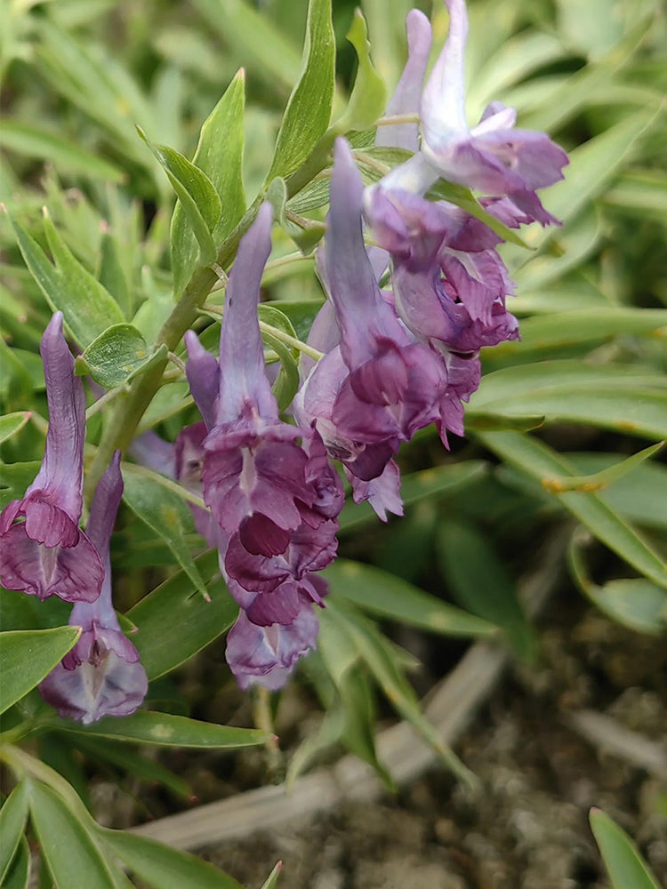 Yanhusuo (Corydalis yanhusuo)