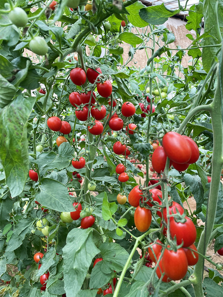 Hongcuili Cherry Tomato