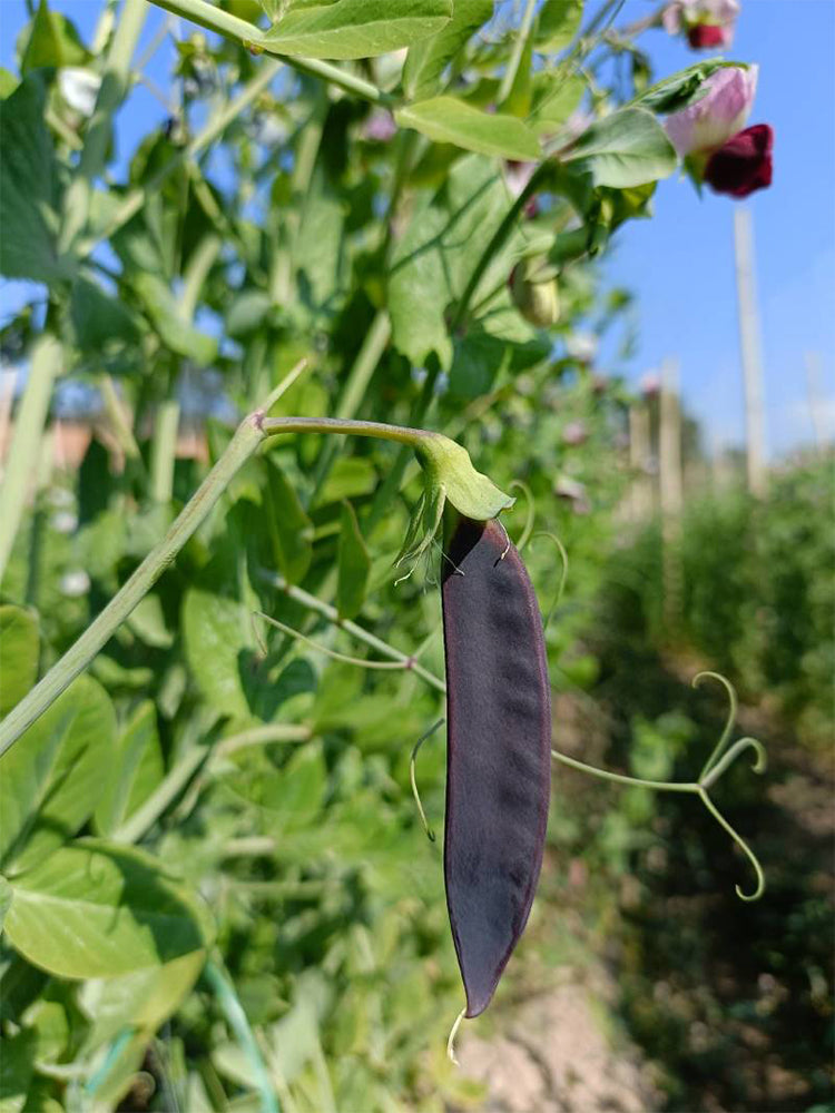 Purple-Podded Snow Pea