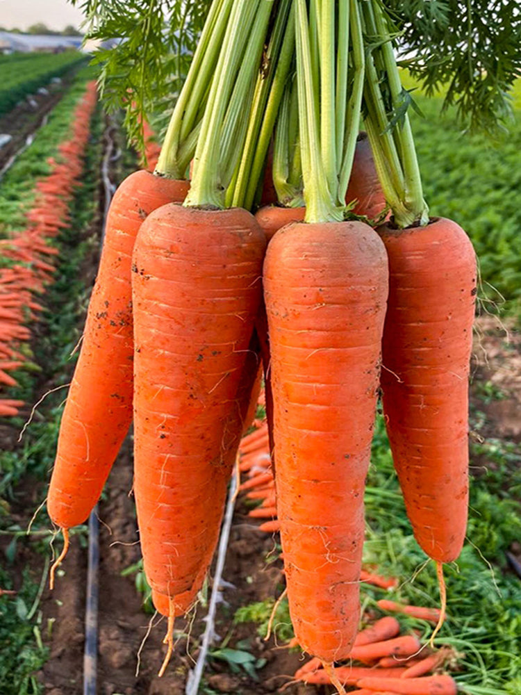 'H1182 F1' Carrot