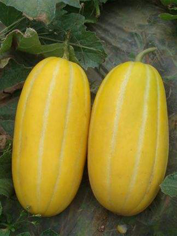 Golden Honey Melon