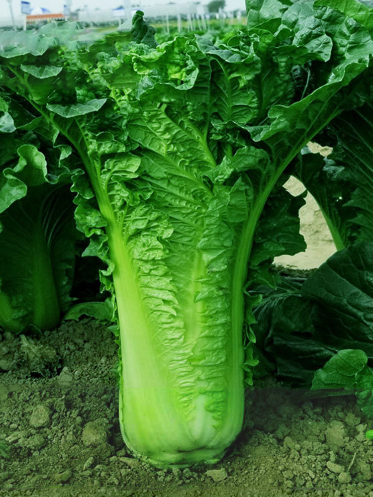 Jinkang 75 Chinese Cabbage