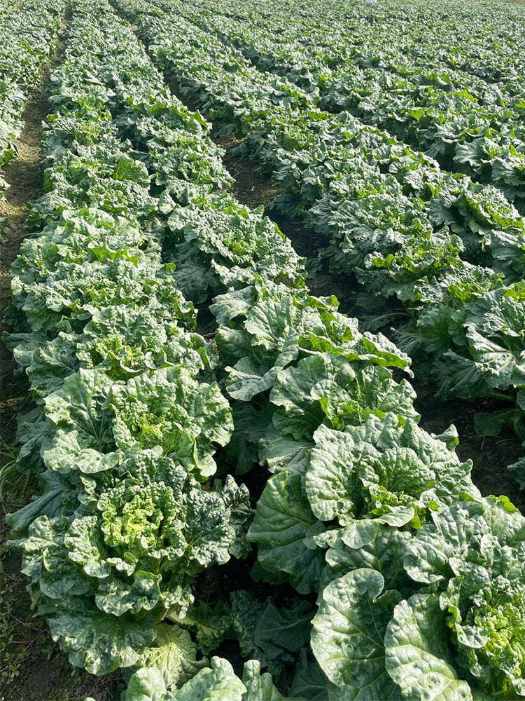 'Jinqi No.5' Chinese Cabbage