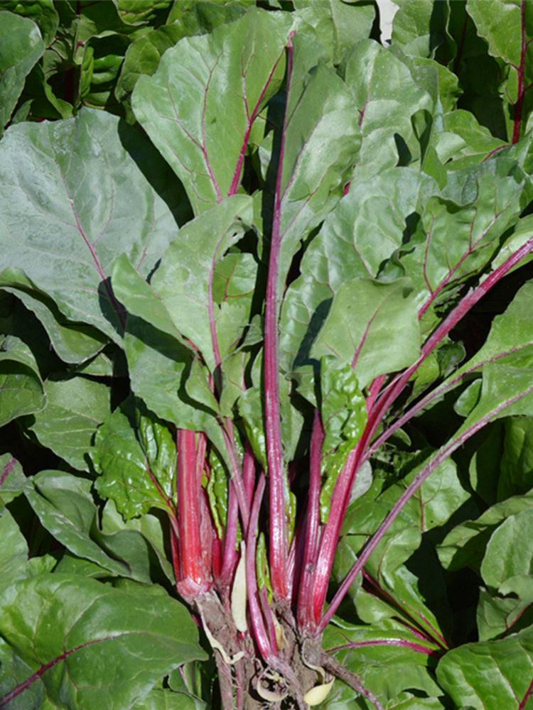 Red-stemmed Spinach