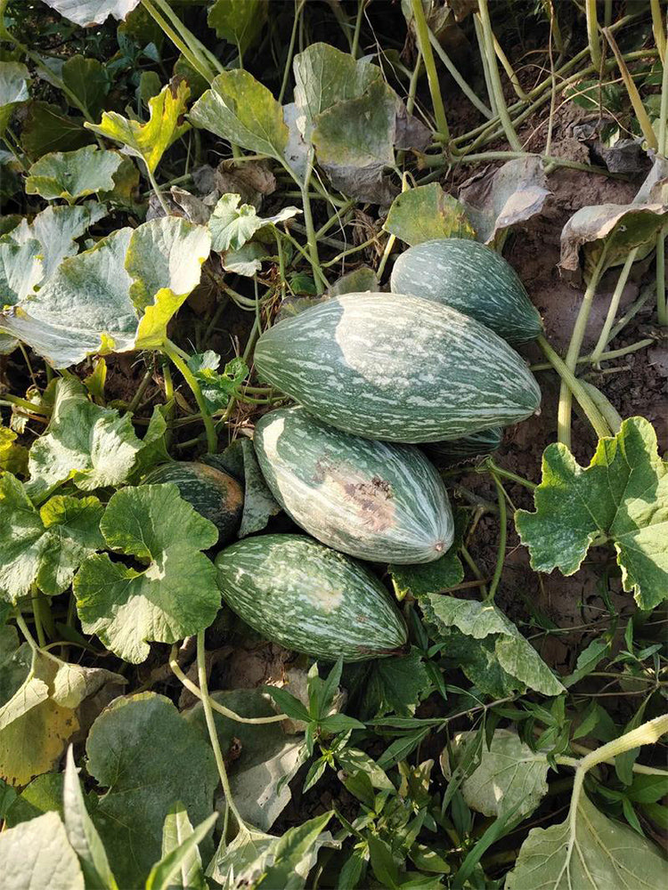 Jingyan Olive-shaped Pumpkins