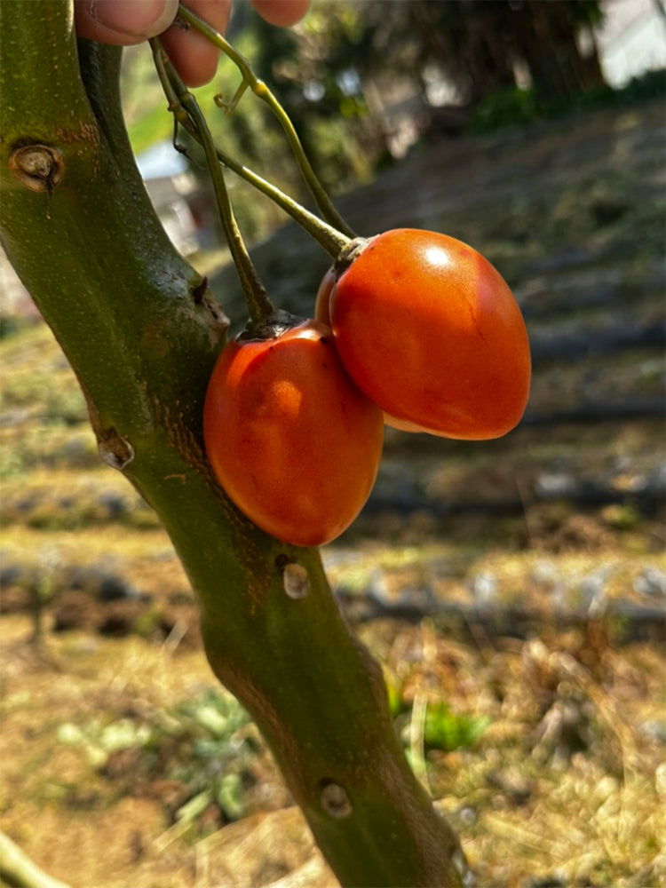 Tree tomato (Solanum betaceum Cav.)