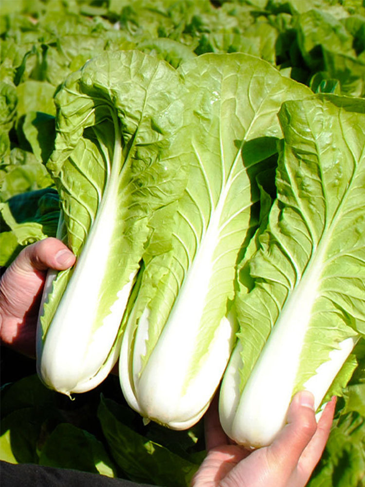 All-season Fast-growing Bok Choy