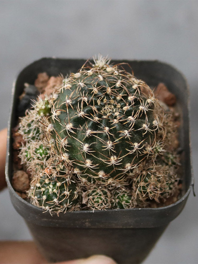 Echinopsis schieliana var. unguispina