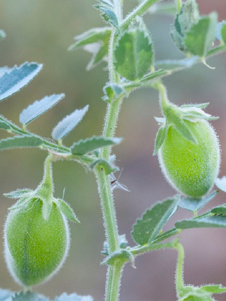 Kabuli Chickpea