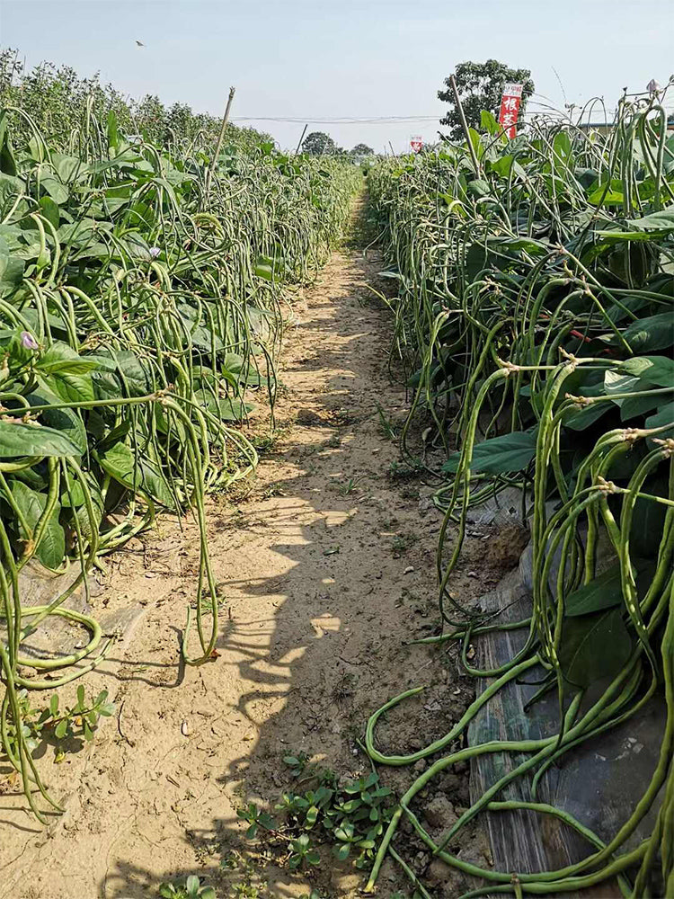 'Jiefeng' Dwarf Long Bean