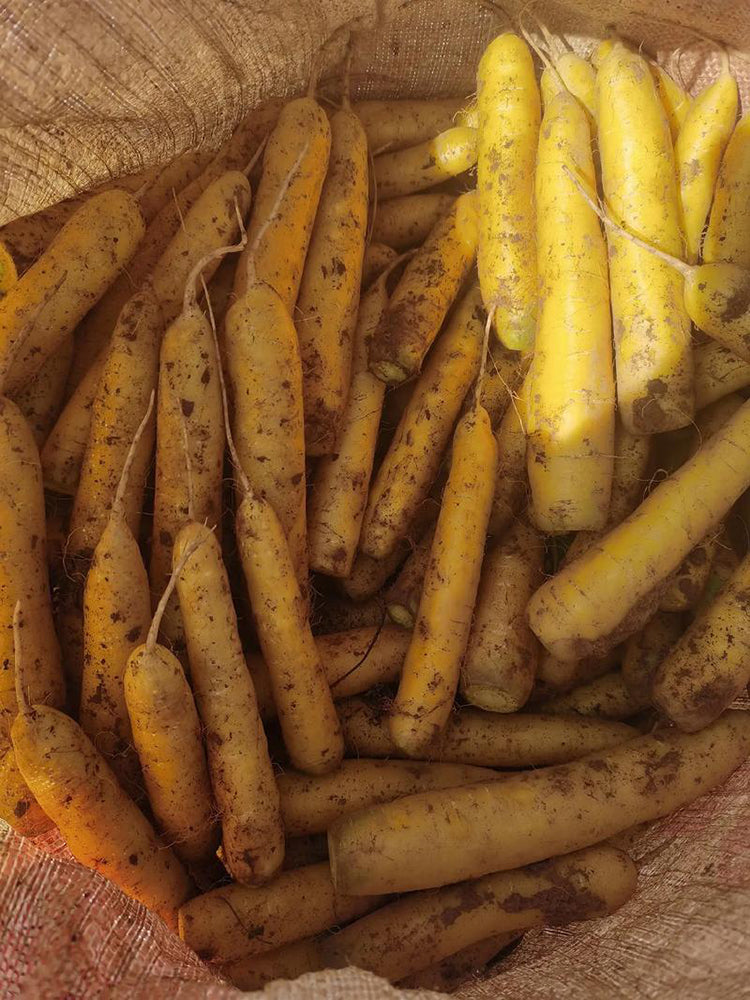 Dutch Yellowstone Carrot