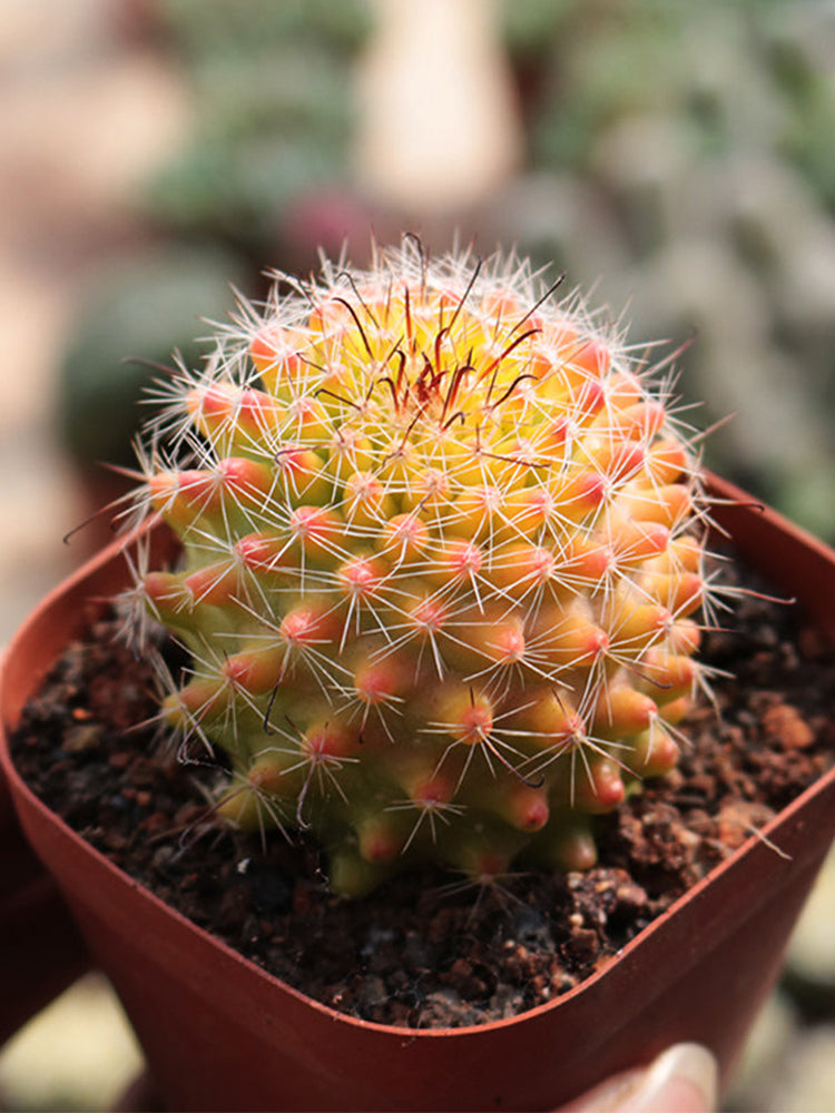 Mammillaria jaliscana f. variegata 'Hongnawan'