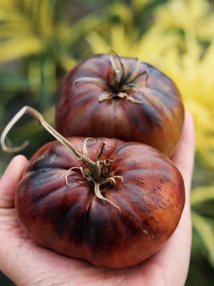 Marsha's Starfighter Beefsteak Hybrid Tomato