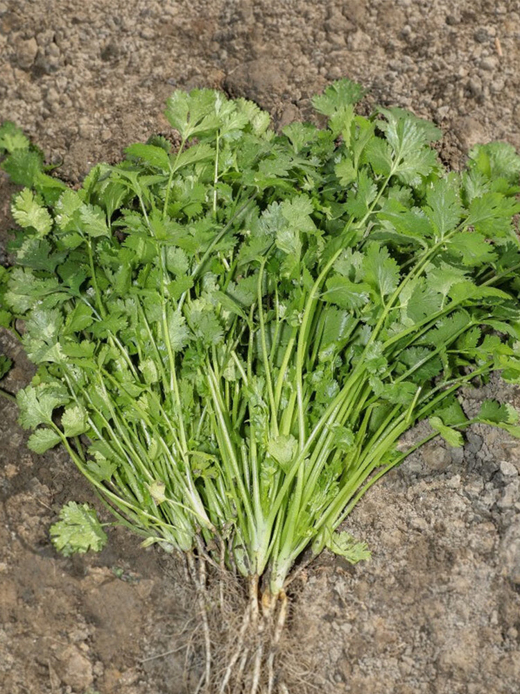 Farmer's Small-Leaf Cilantro