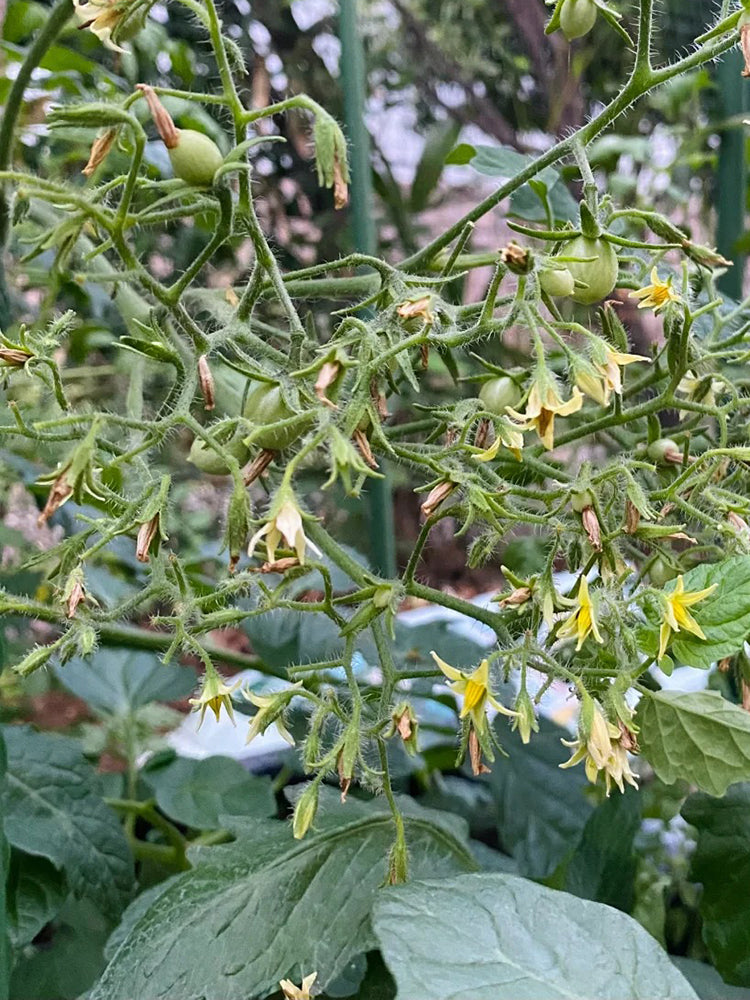Mille Fleurs Tomato