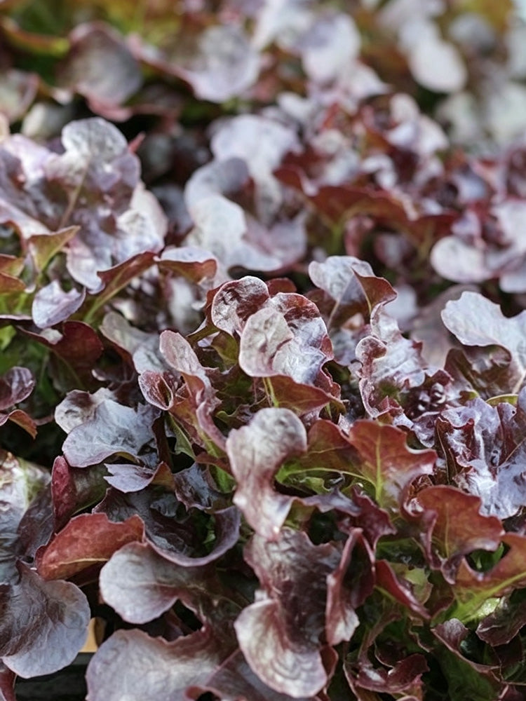 Red Maple Oak Leaf Purple Lettuce