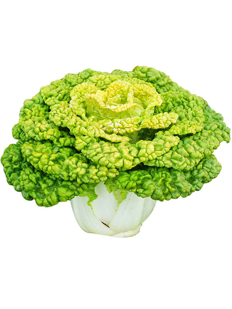 Yellow-Heart Flat Cabbage