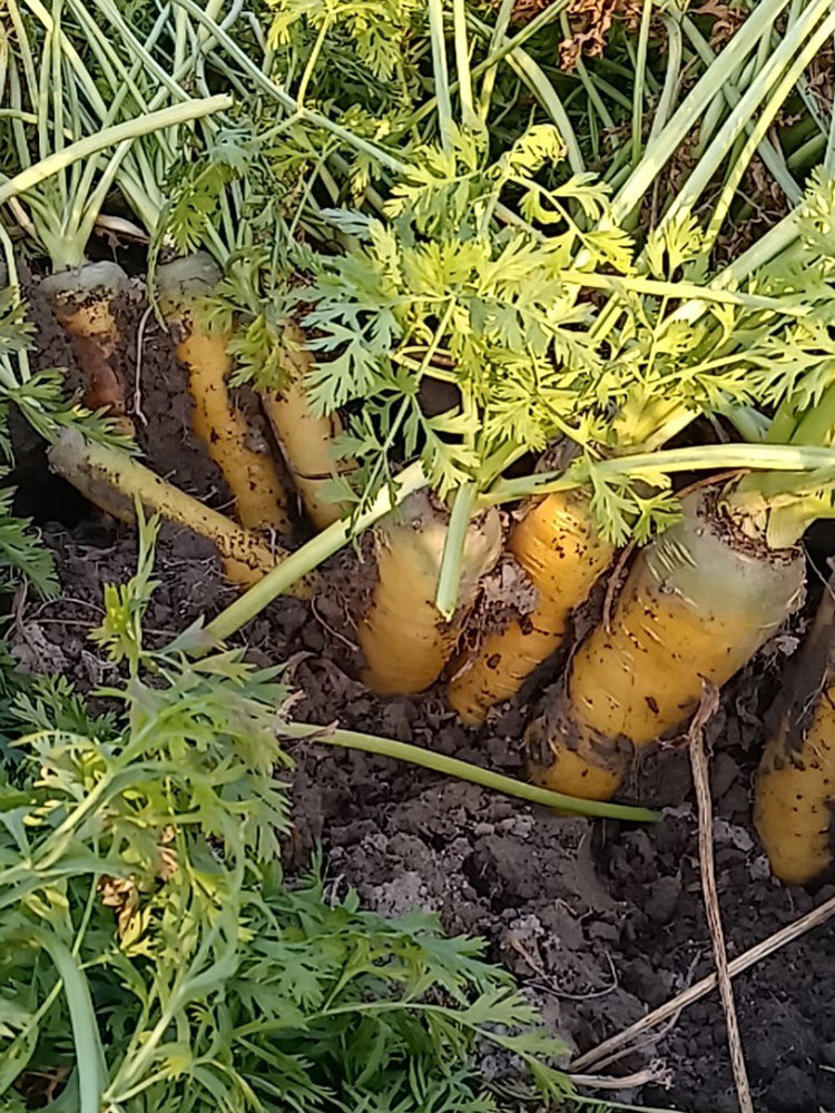 Dutch Yellowstone Carrot