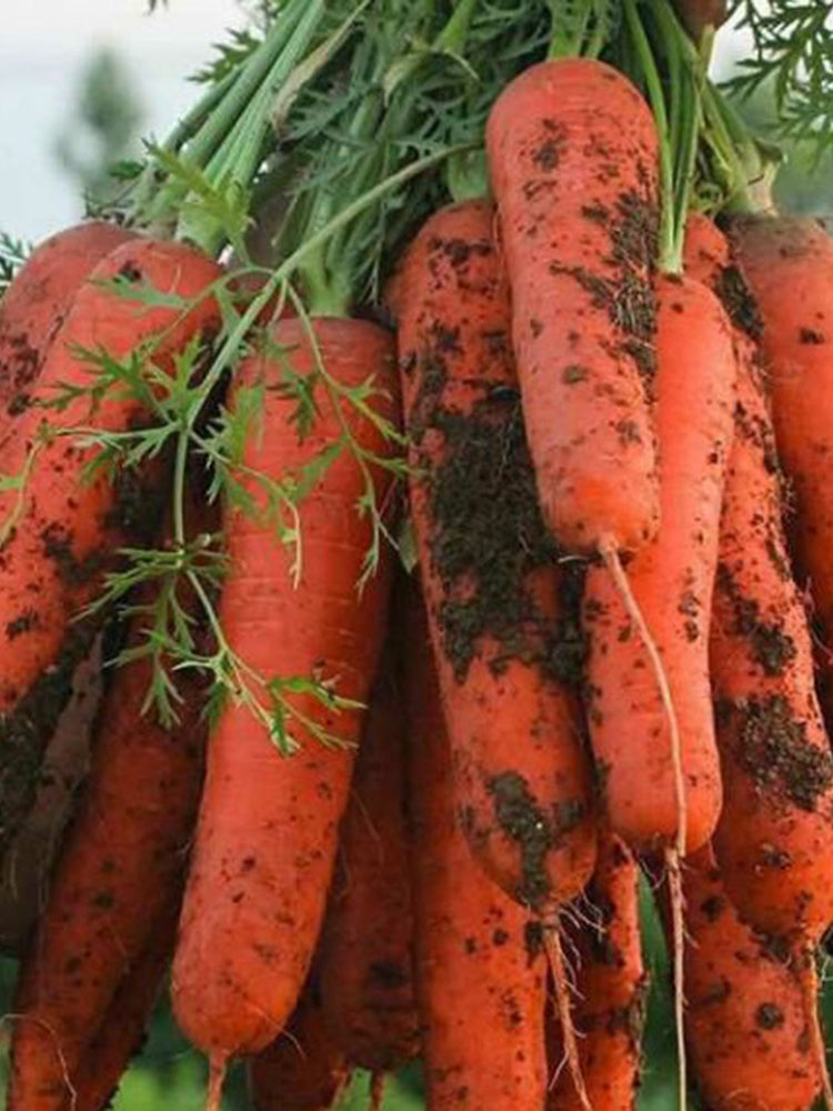 Five-Inch Ginseng Carrot