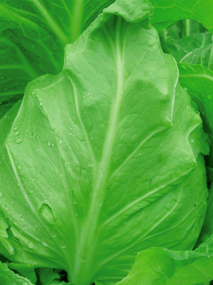 Pagoda Ox-heart Cabbage