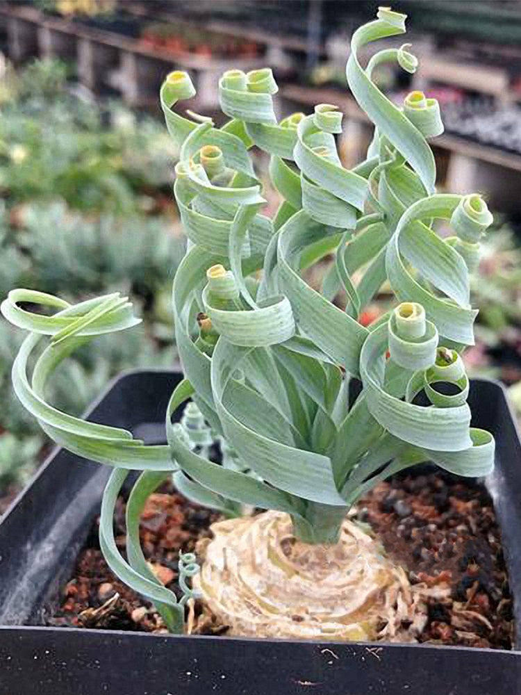Broad-leaved Albuca (Albuca concordiana Baker)