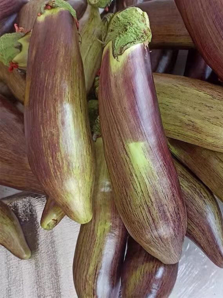 Yu Bamboo-Silk Eggplant No.881