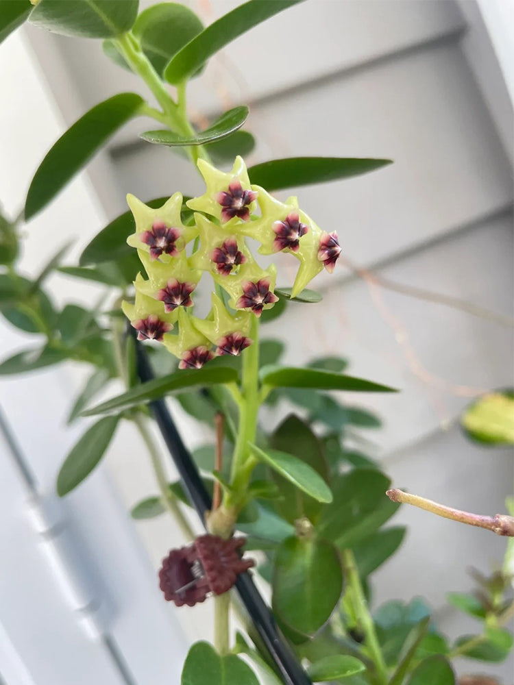 Hoya cumingiana Unrooted Stem Cuttings