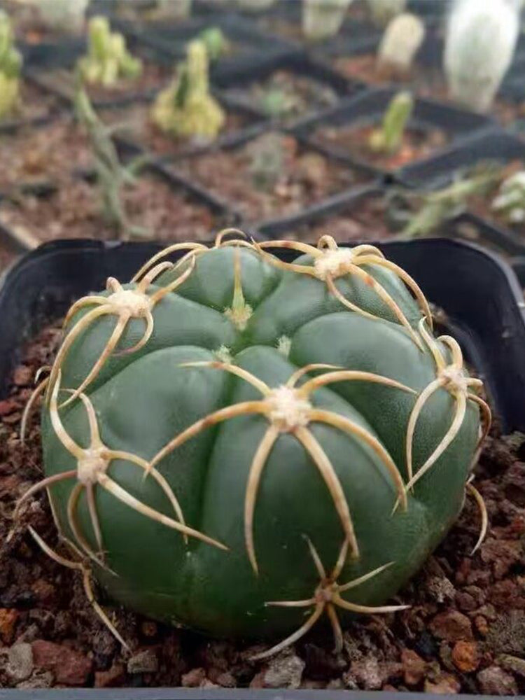 Gymnocalycium denudatum var. paraguayensis