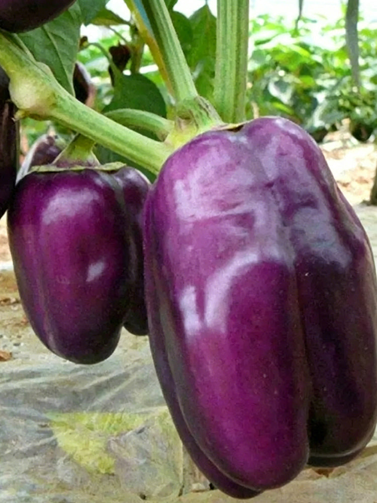Shouhe Amethyst Sweet Pepper