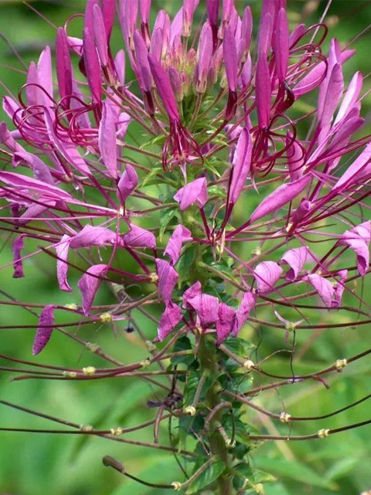 Purple Spider Flowers (Cleome houtteana)
