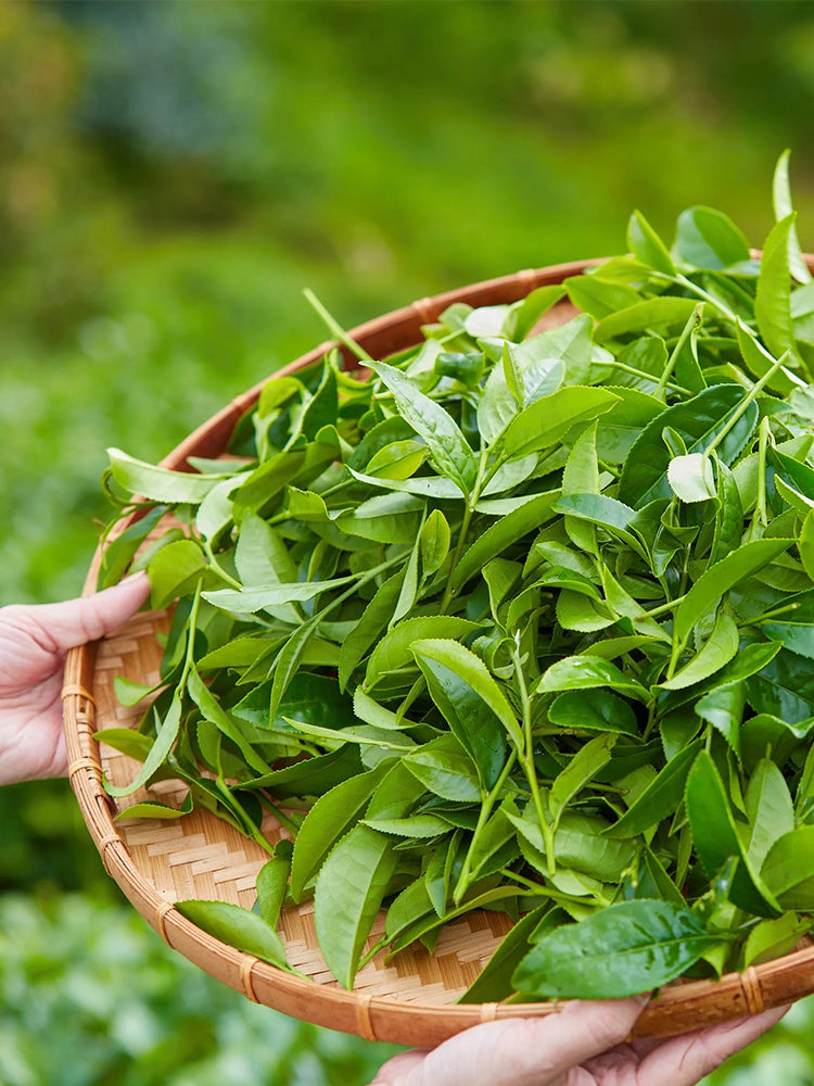 Tea Plant (Camellia sinensis)