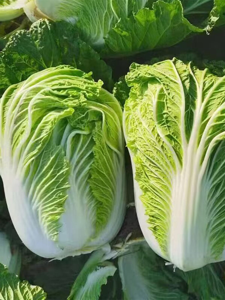 'Shuyue 601' Chinese Cabbage