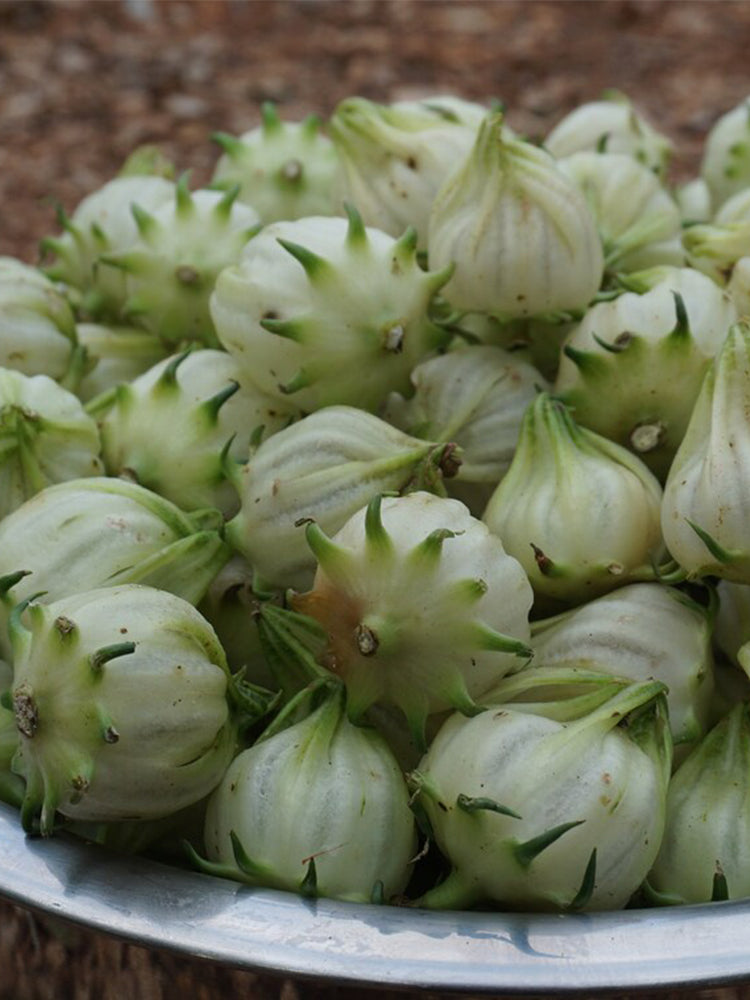 White Roselle (Hibiscus sabdariffa)