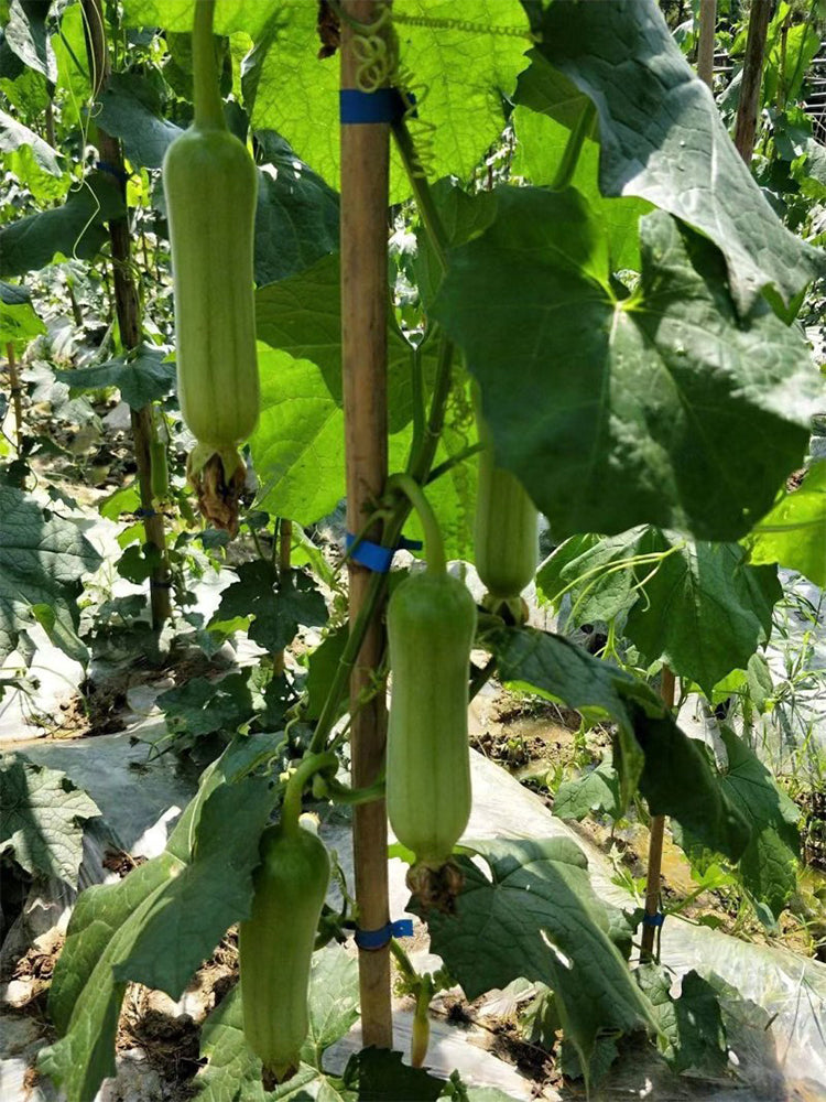 Baiguan No.1 Luffas