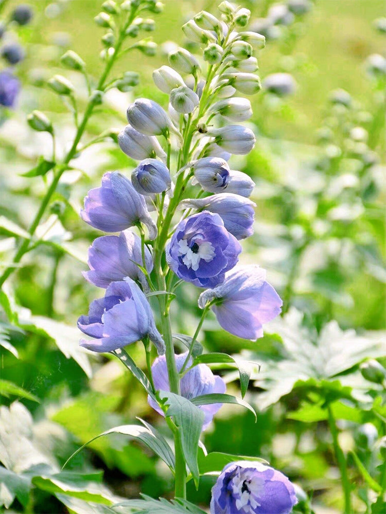 Large-flowered Delphinium (Delphinium grandiflorum 'Cute' Series)
